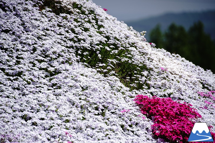 倶知安旭ヶ丘スキー場と三島さん家の芝桜の丘。